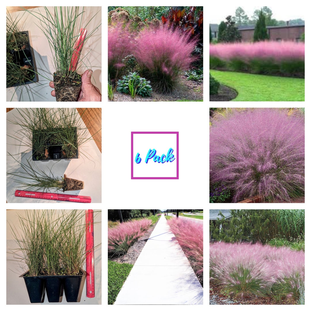 6 Pack Pink Muhly Muhlenbergia Capillaris, Ground Cover, Mass Bedding