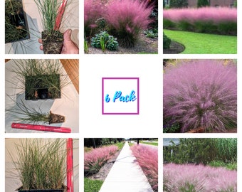 6 Pack * Pink Muhly Muhlenbergia Capillaris, Ground cover, Mass bedding, Erosion control, House warming , do-it-yourself , gift , birthday