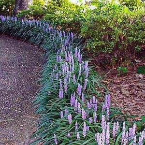 10 Pack *Bare Root* Super Blue Liriope Ground Cover Mass Bedding Erosion Control..