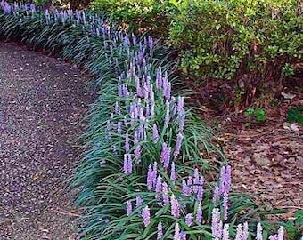 Paquete de 10 *Raíz desnuda* Super Blue Liriope Cobertura vegetal para lechos masivos Control de erosión.