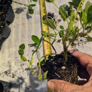 Puede incluir: Primer plano de una planta de cacahuete con hojas verdes y una bola de ra&iacute;ces marr&oacute;n. La planta se sostiene en una mano, y una cinta m&eacute;trica amarilla es visible en el fondo.