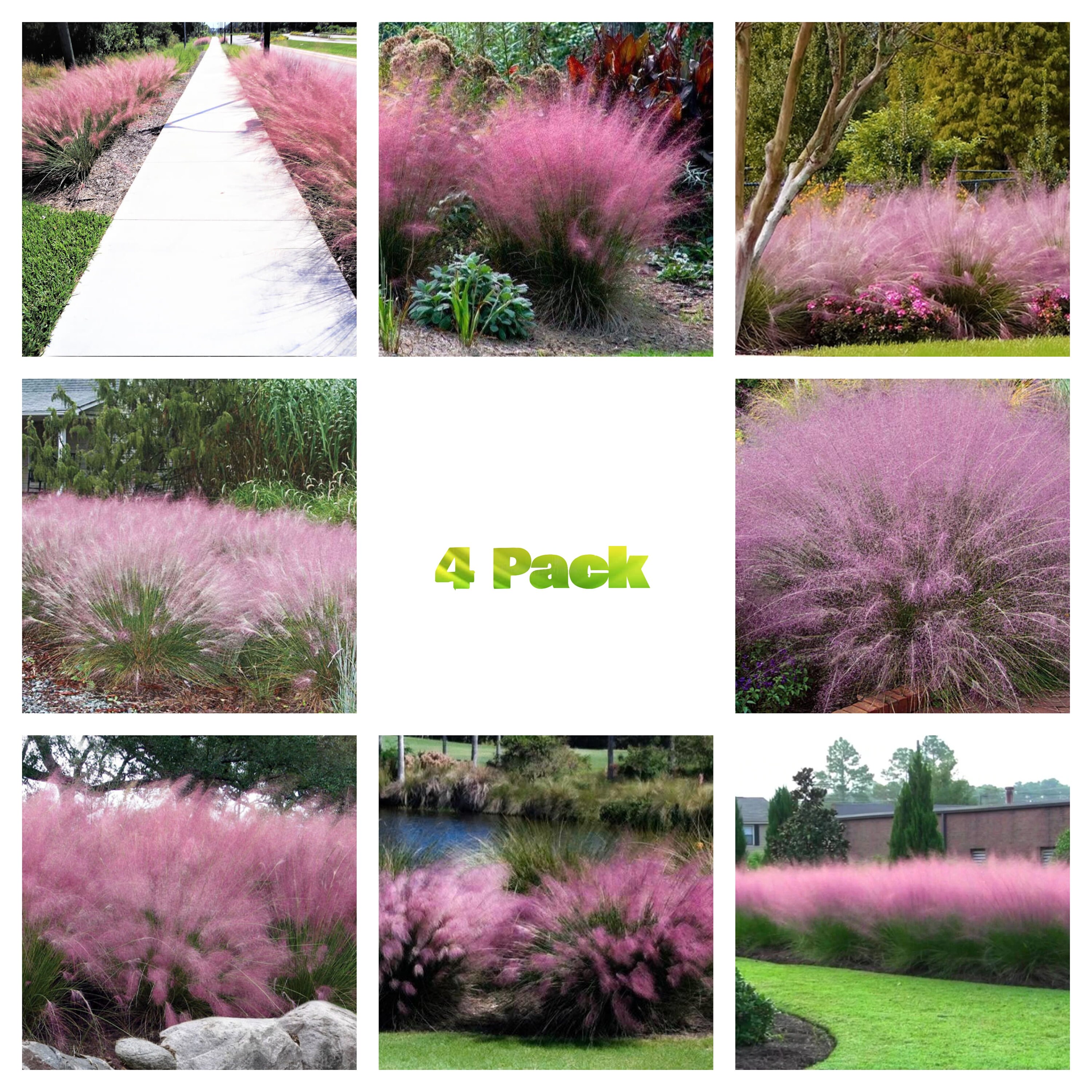 Pink Pampas Grass | Graceful pink plumes on wispy green grass, Pink Pampas  Grass is elegant in any landscape. Grown in zones 6-10, it reaches a size