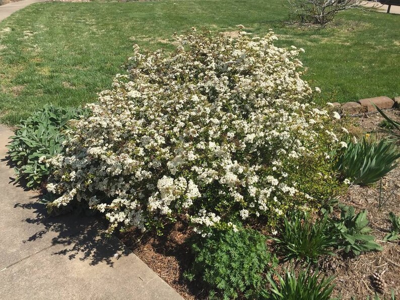 Mrs. Schiller's Delight Viburnum Dwarf Shrub Landscape Etsy
