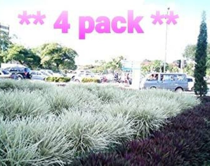 4 Pack Aztec Grass Ornamental Variegated Giant Liriope Grass Etsy