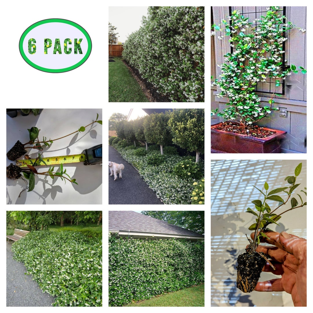 Confederate star Jasmine 6 PACK climbing Vine ,privacy Screen, Very — free download