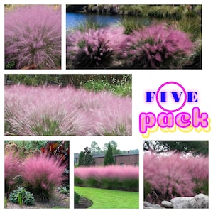 5 Pack ** Pink Muhly Muhlenbergia Capillaris, Ground cover, Mass bedding, Erosion control, House warming , do-it-yourself , gift , birthday