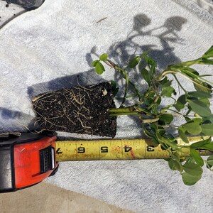 Puede incluir: Una planta de cacahuete con hojas verdes y flores amarillas, medida con una cinta m&eacute;trica. La planta mide aproximadamente 23 cm de altura.