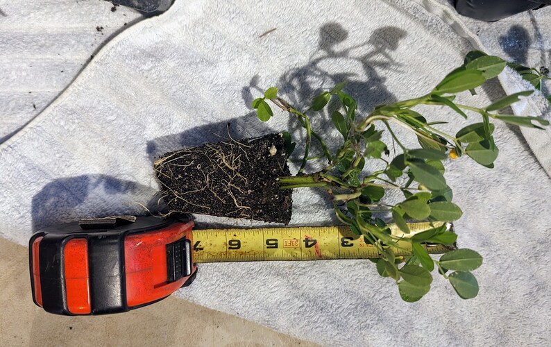 Puede incluir: Una planta de cacahuete con hojas verdes y flores amarillas, medida con una cinta m&eacute;trica. La planta mide aproximadamente 23 cm de altura.