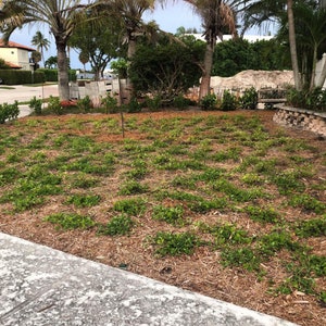 Puede incluir: Un c&eacute;sped reci&eacute;n plantado con hierba verde y mantillo marr&oacute;n. El c&eacute;sped est&aacute; rodeado de palmeras y un muro de ladrillo.