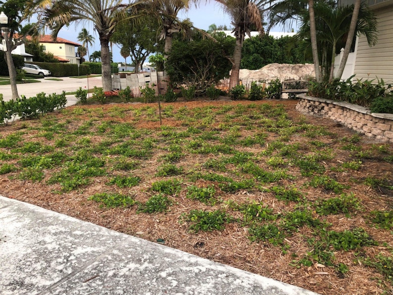 Puede incluir: Un c&eacute;sped reci&eacute;n plantado con hierba verde y mantillo marr&oacute;n. El c&eacute;sped est&aacute; rodeado de palmeras y un muro de ladrillo.