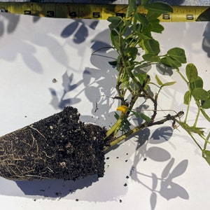 Puede incluir: Una planta de cacahuete con hojas verdes y una flor amarilla creciendo en una maceta marr&oacute;n. La planta tiene un sistema de ra&iacute;ces visible en la maceta.