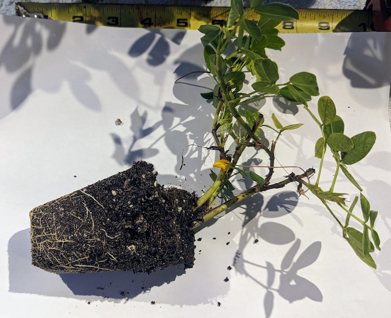 Puede incluir: Una planta de cacahuete con hojas verdes y una flor amarilla creciendo en una maceta marr&oacute;n. La planta tiene un sistema de ra&iacute;ces visible en la maceta.