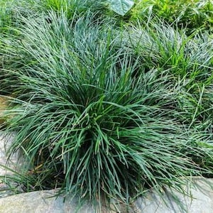 Mondo Grass (25 Pack Bundle )