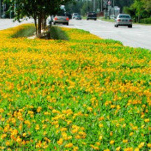 Puede incluir: Una escena de calle con un gran parche de flores silvestres amarillas en flor. Las flores est&aacute;n creciendo en una franja mediana entre dos carriles de tr&aacute;fico. Hay coches conduciendo por la carretera.