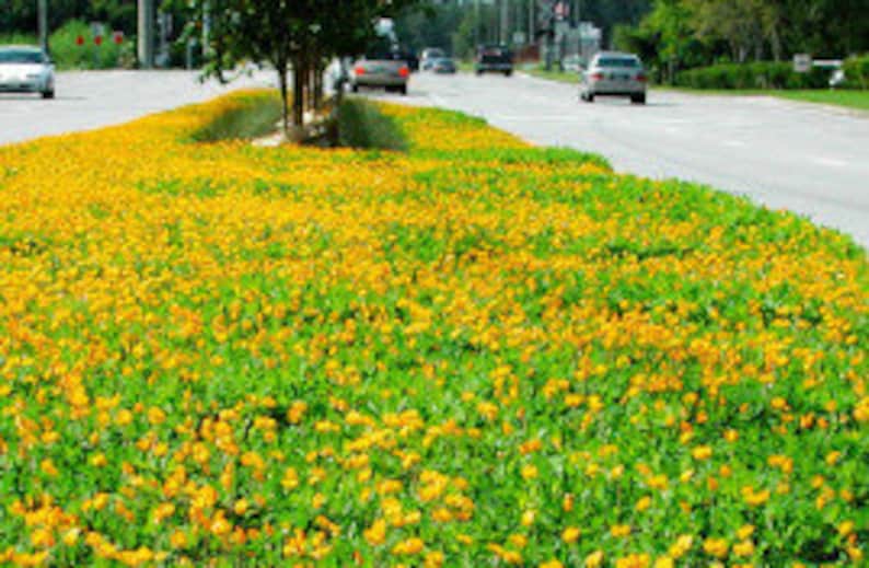 Puede incluir: Una escena de calle con un gran parche de flores silvestres amarillas en flor. Las flores est&aacute;n creciendo en una franja mediana entre dos carriles de tr&aacute;fico. Hay coches conduciendo por la carretera.
