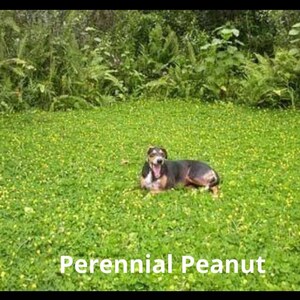 Puede incluir: Un perro negro y marr&oacute;n con una mancha blanca en el pecho est&aacute; acostado en un campo de hierba verde con flores amarillas. El texto "Perennial Peanut" est&aacute; escrito en letras blancas sobre un fondo negro en la parte inferior de la imagen.