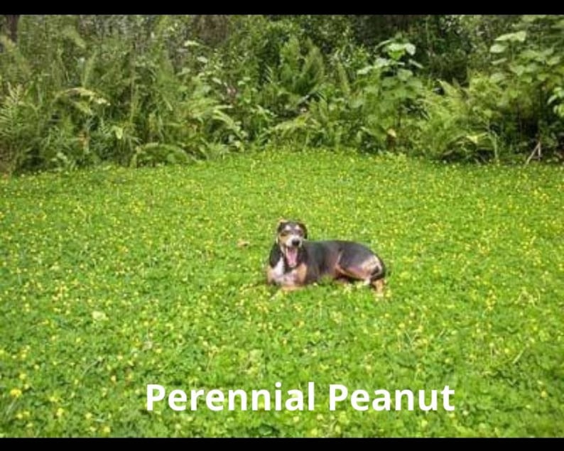 Puede incluir: Un perro negro y marr&oacute;n con una mancha blanca en el pecho est&aacute; acostado en un campo de hierba verde con flores amarillas. El texto "Perennial Peanut" est&aacute; escrito en letras blancas sobre un fondo negro en la parte inferior de la imagen.