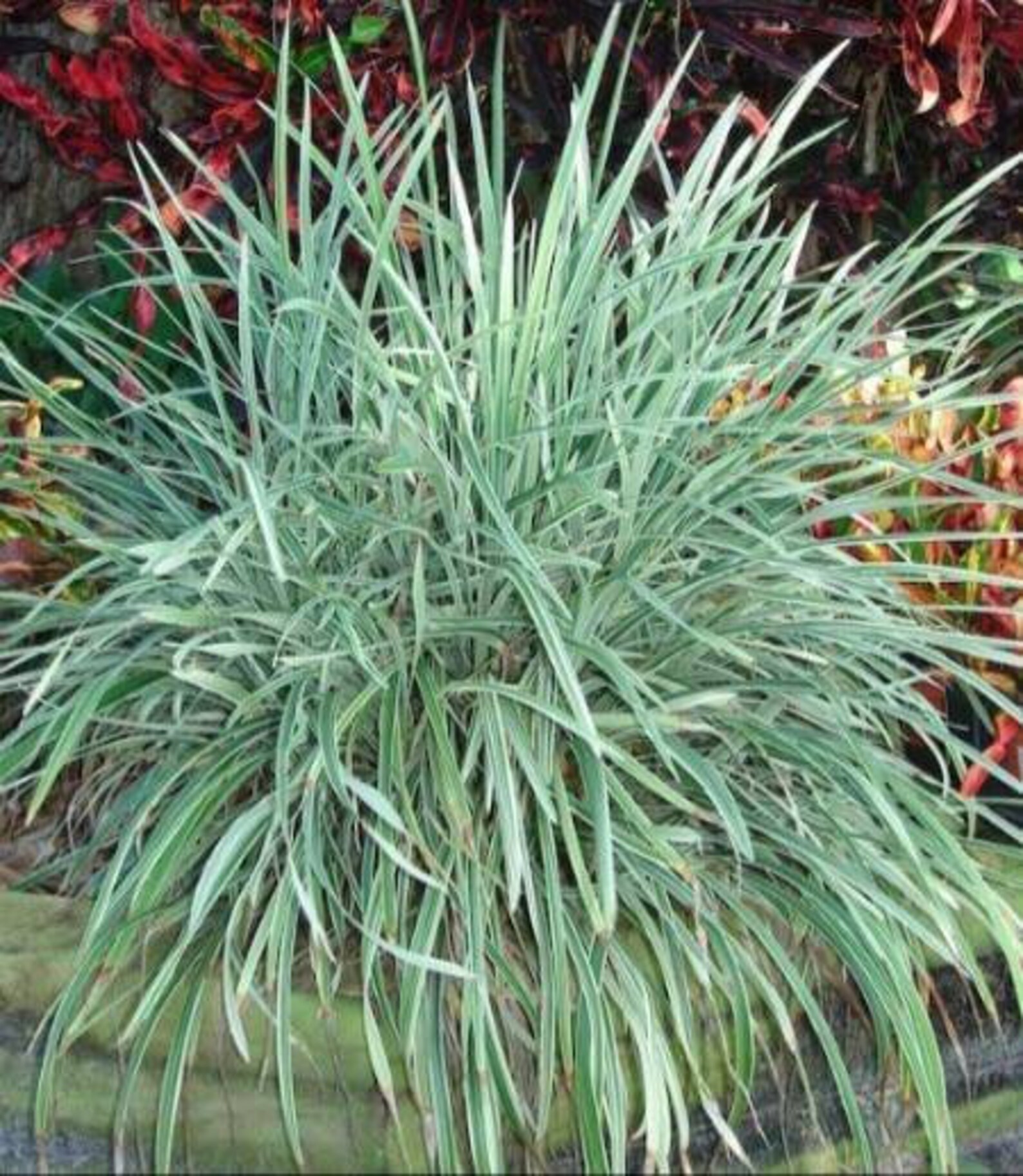 4 Pack Aztec Grass Ornamental Variegated Giant Liriope Grass Etsy
