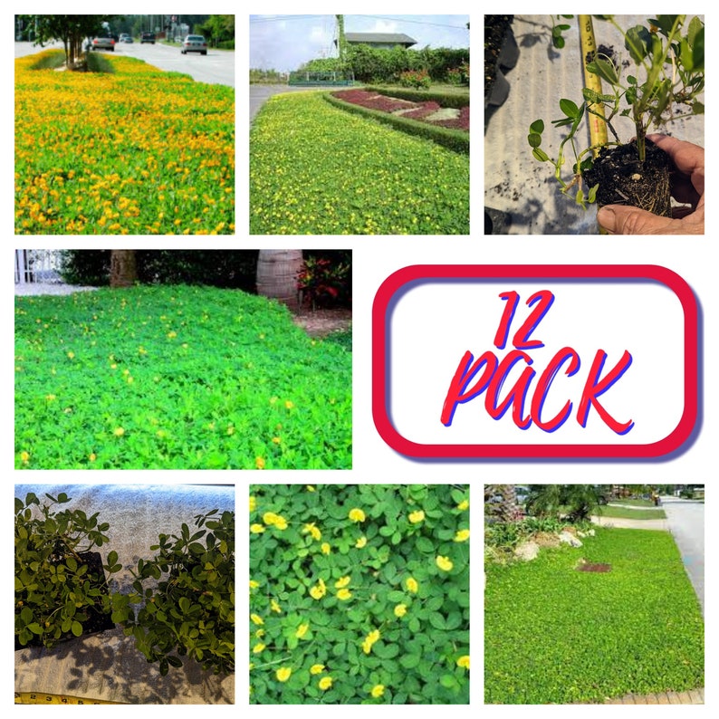 Puede incluir: Un paquete de 12 plantas de hierba de cacahuete. Las plantas se muestran en varias etapas de crecimiento, desde pl&aacute;ntulas peque&ntilde;as hasta plantas maduras con flores amarillas. Las plantas se muestran en una variedad de entornos, incluyendo un jard&iacute;n, un c&eacute;sped y una maceta.