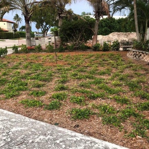 Puede incluir: Un c&eacute;sped reci&eacute;n plantado con hierba verde que crece en un patr&oacute;n de cuadr&iacute;cula. El c&eacute;sped est&aacute; cubierto de mantillo marr&oacute;n y rodeado de palmeras.