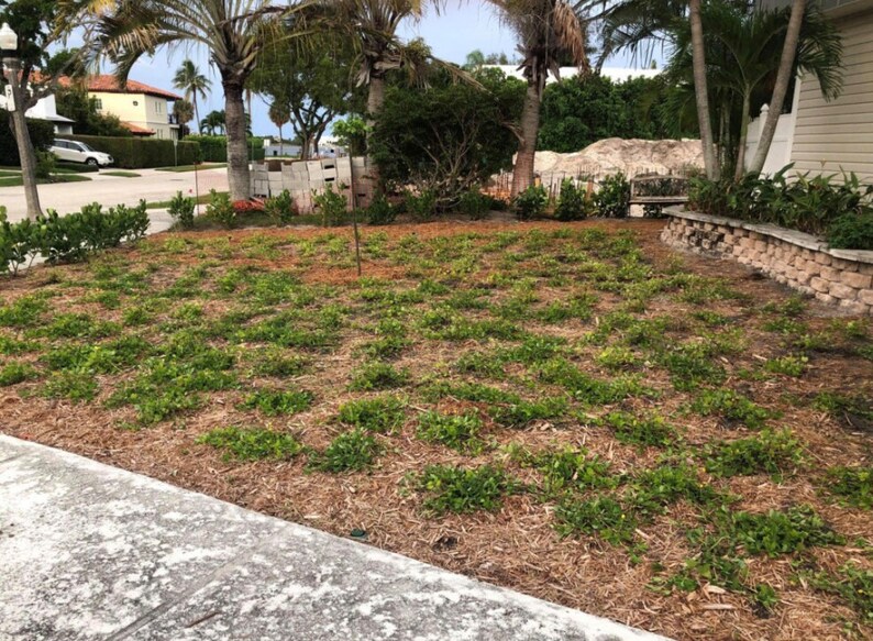 Puede incluir: Un c&eacute;sped reci&eacute;n plantado con hierba verde que crece en un patr&oacute;n de cuadr&iacute;cula. El c&eacute;sped est&aacute; cubierto de mantillo marr&oacute;n y rodeado de palmeras.