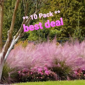 10 Pack **Best Deal**  Pink Muhly Muhlenbergia Capillaris, Ground cover, Mass bedding, Erosion control, House warming , do-it-yourself