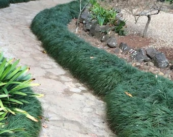 Mondo Grass (50 starter pack)