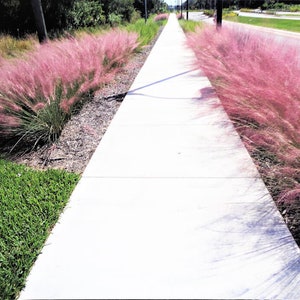Paquete de 6 plantas de Muhlenbergia Capillaris (césped muhlenbergia rosa) para cubrir el suelo.