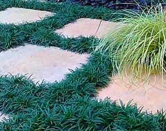 Dwarf Mondo Grass 25 pack (Ophiopogon japonicus 'Nana') (BRB) bare root bib