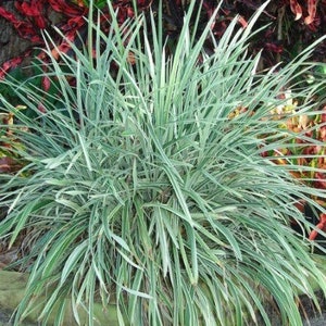 10 pack *BRB* Aztec Grass Ornamental (Variegated Giant Liriope Grass) White Accent Mass Bedding Border Plant