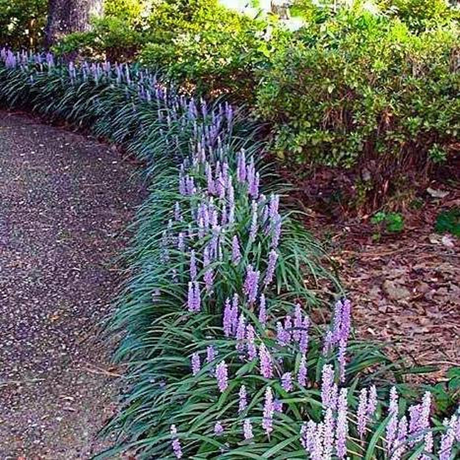 Super Blue Liriope Ground Cover Mass Bedding Erosion Control - Etsy