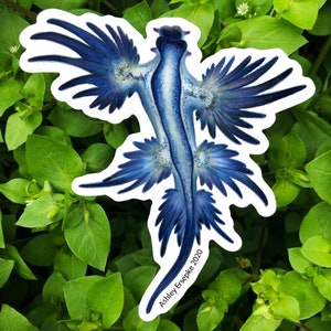 Blue Glaucus Sticker - Blue Dragon Nudibranch