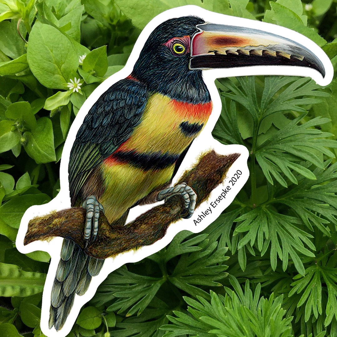 Toucan Sticker - Etsy
