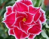 ADENIUM obesum quot 152 quot (Rose du désert) 5 graines