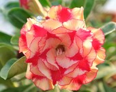ADENIUM obesum quot 177 quot (Rose du désert) 5 graines