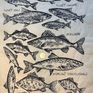 Könnte beinhalten: Eine Schwarzweißillustration verschiedener Fischarten, darunter Bachforelle, Seeforelle, Zander, Seesaibling und Barsch. Die Fische sind realistisch gezeichnet und mit ihren Namen beschriftet.