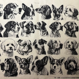 Könnte beinhalten: Eine Schwarzweißillustration von 40 verschiedenen Hunderassen. Die Hunde sind alle nach vorne gerichtet und haben den Kopf leicht zur Seite geneigt. Die Illustrationen sind im Vintage-Stil gehalten.