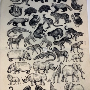 Może przedstawiać: Czarno-biała ilustracja różnych zwierząt, w tym leniwca, kangura, pandy, tygrysa, czerwonej pandy, echidny, koali, krokodyla, zebry, geparda, lwa, hipopotama, nosorożca, żyrafy i słonia. Ilustracja jest narysowana w stylu vintage.