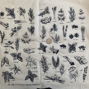 Könnte beinhalten: Eine Schwarzweißillustration verschiedener Kräuter und Gewürze, darunter Rosmarin, Basilikum, Lavendel, Ingwer, Zimt, Sternanis und Vanille. Das Bild befindet sich auf einem braunen Papierhintergrund mit dem Text "www.ceciliacharles.com" in der oberen rechten Ecke.