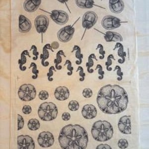 Może przedstawiać: Arkusz papieru z czarnymi ilustracjami różnych stworzeń morskich. Ilustracje obejmują skrzypłocze, koniki morskie i dolary piaskowe. Papier ma jasnobeżowy kolor i lekko teksturowaną powierzchnię.