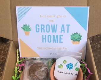 Succulent grow at home starter kit | unique succulent grow box | perfect gift for succulent lovers | indoor/ outdoor succulent grow kit