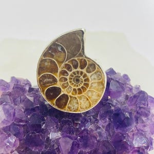 Può includere: Un anello con un fossile di ammonite a spirale lucido, caratterizzato da camere color marrone e beige incastonate in una montatura in metallo argentato. Il fossile mostra una chiara struttura interna segmentata con una superficie liscia.