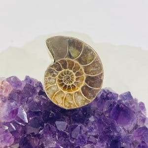 May include: A ring featuring a polished, spiral-shaped ammonite fossil with brown and tan chambers, set in a silver-toned metal band. The fossil displays a clear, intricate, segmented shell pattern with a smooth, glossy surface finish.