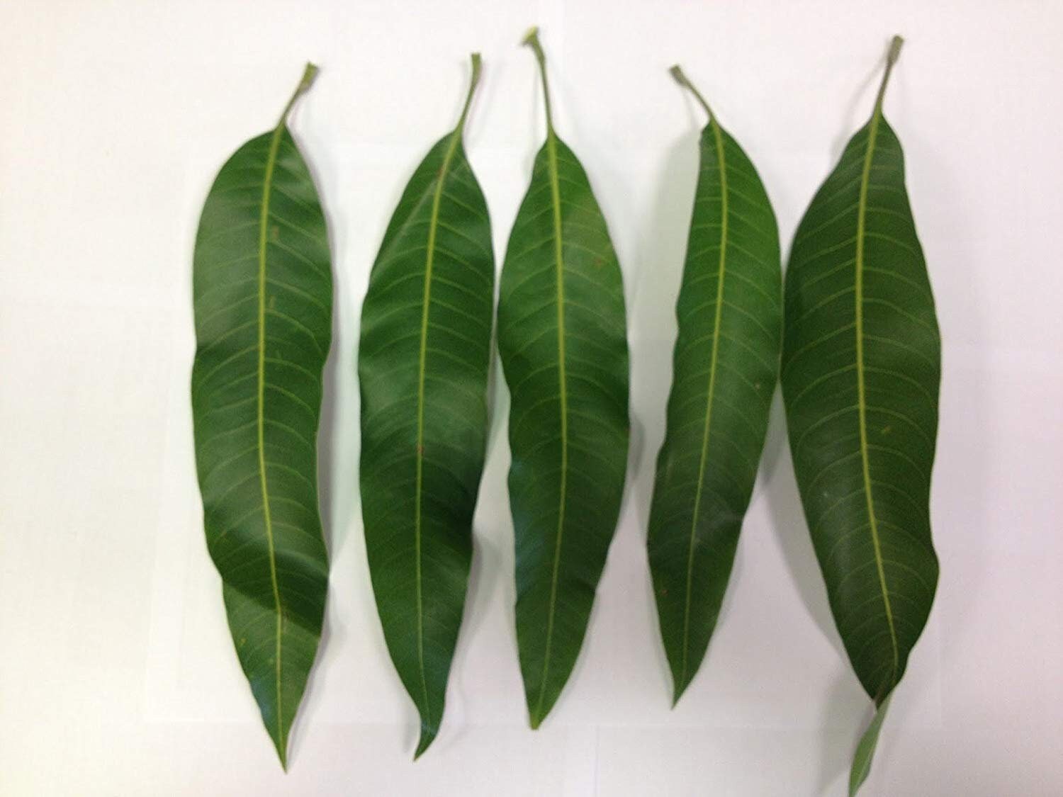 250 mango leaves Etsy