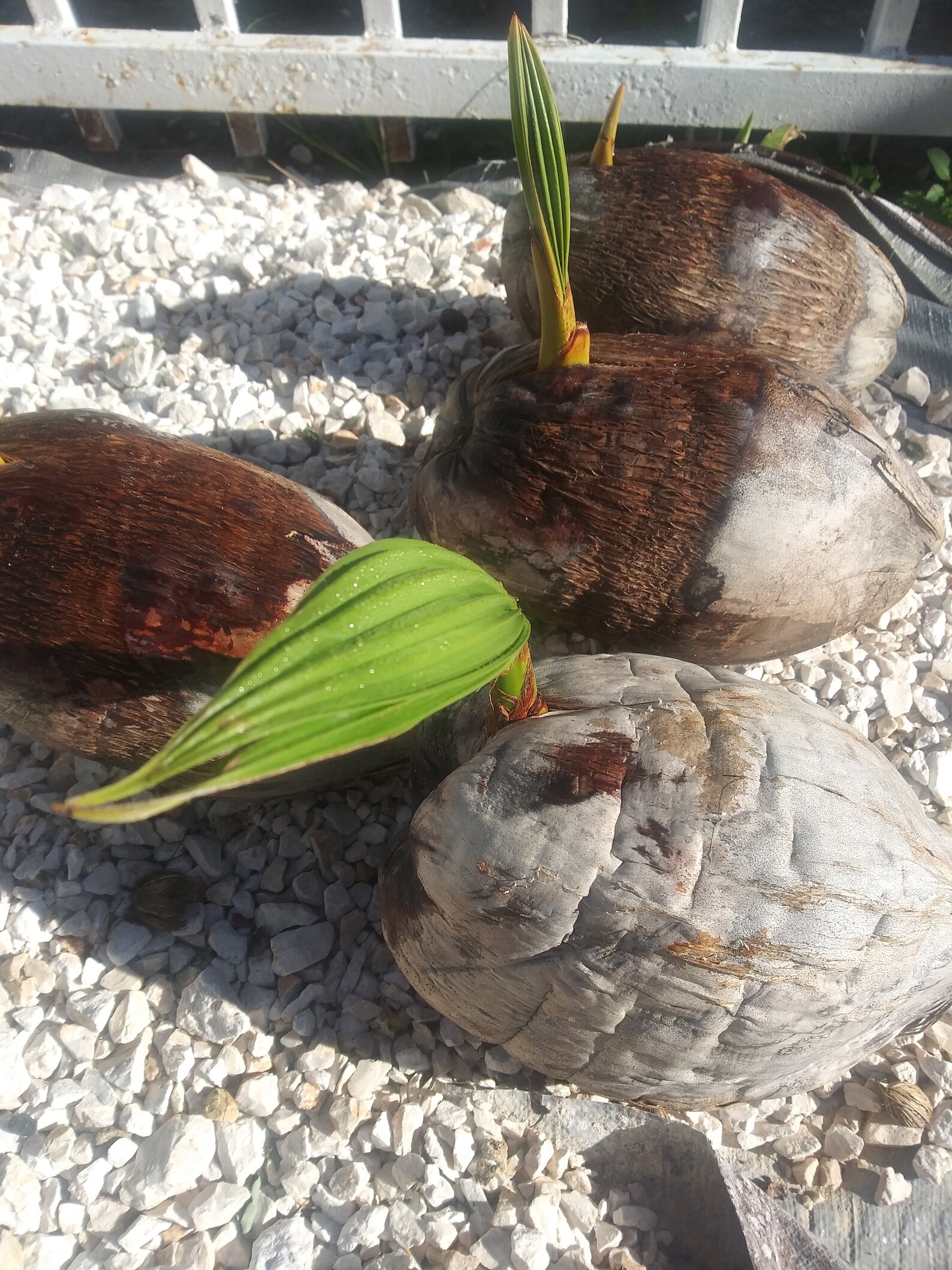 Coconut palm sprout live free shipping Etsy