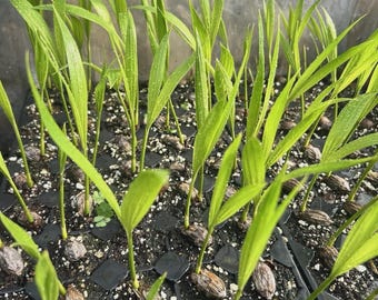 12 Christmas palm sprouts.  12 per order.