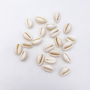 Può includere: Una collezione di conchiglie di cauri bianche, un tipo di conchiglia, sparse su uno sfondo bianco.