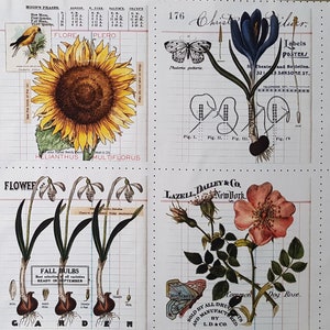 Könnte beinhalten: Ein Vintage-Botanischer Druck mit sechs verschiedenen Blumenillustrationen. Der Druck enthält eine Mohnblume, eine Gänseblümchen, eine Sonnenblume, ein Schneeglöckchen, einen Krokus und eine Rose. Der Druck ist auf weißem Hintergrund mit einem Rastermuster und enthält Text aus alten Anzeigen.