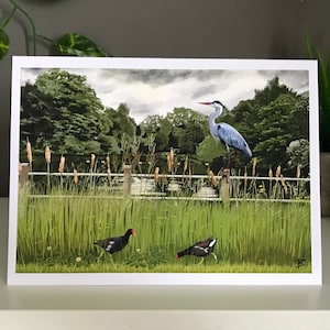 Lagoa mista Hampstead Heath, Garças e galinhas-d'água na lagoa mista, Cartão de natação selvagem, Cartão de Hampstead Heath, Pássaro britânico, Natação em água fria