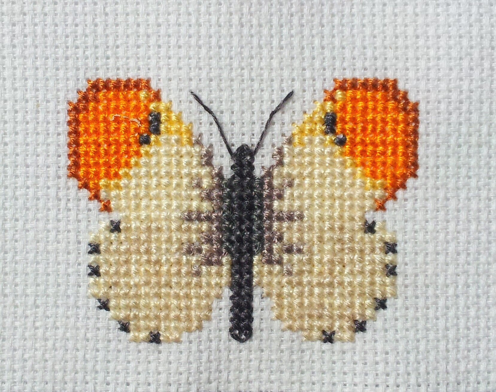 Papillon Aurore, point de croix, grandeur nature, broderie fine, DMC et Anchor, codes des fils